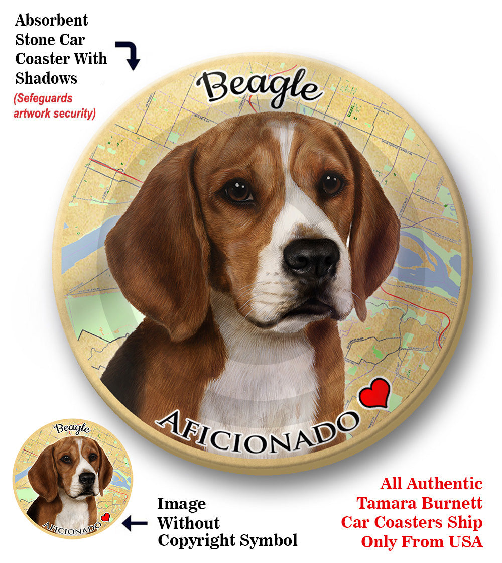 photo of Beagle