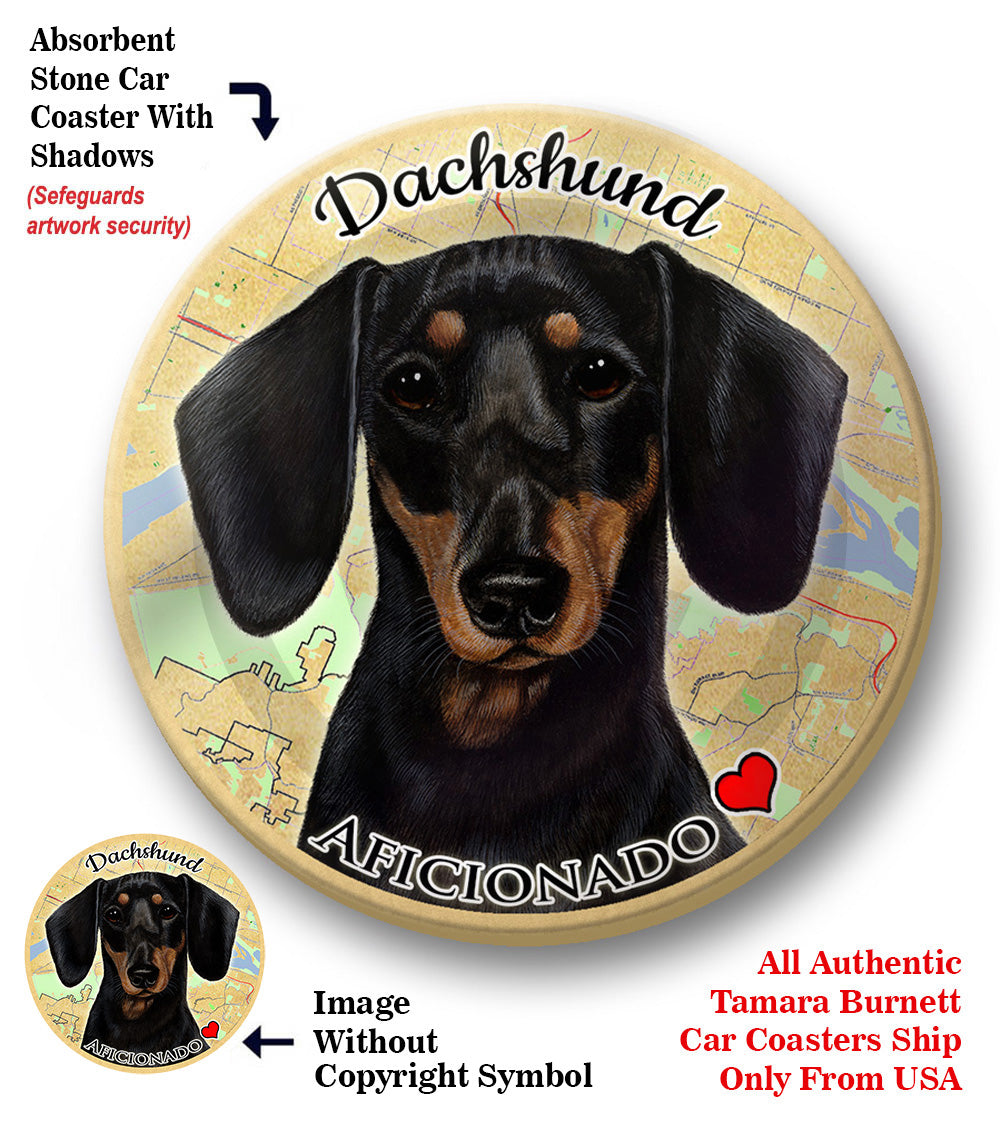 photo of Dachshund