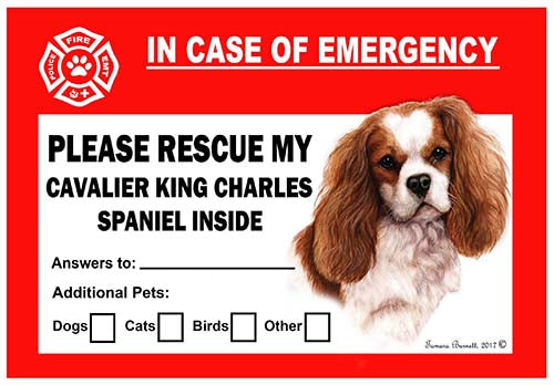 Cavalier King Charles Emergency Cling