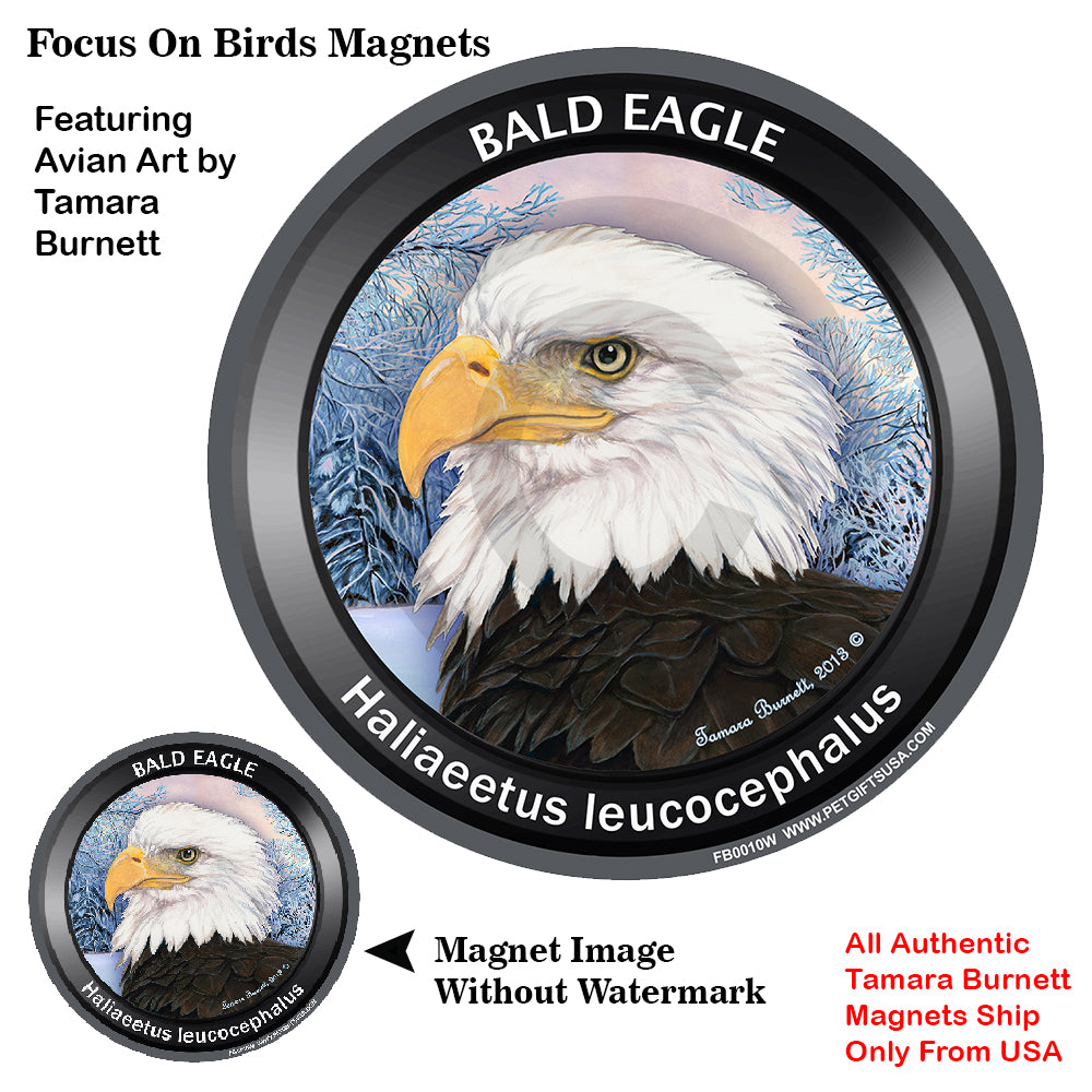 Eagle Bird Watcher Magnets