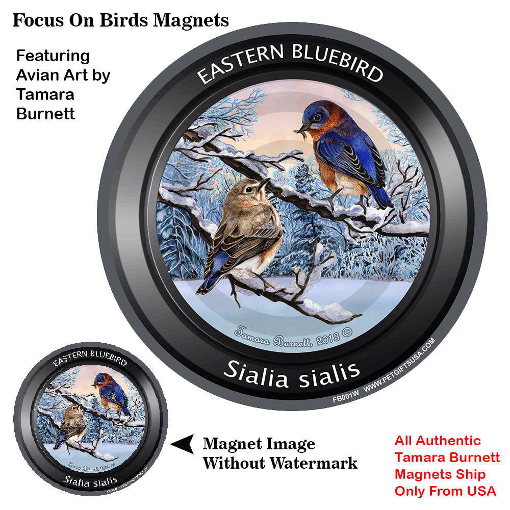 Eastern Bluebird Bird Watcher Magnets
