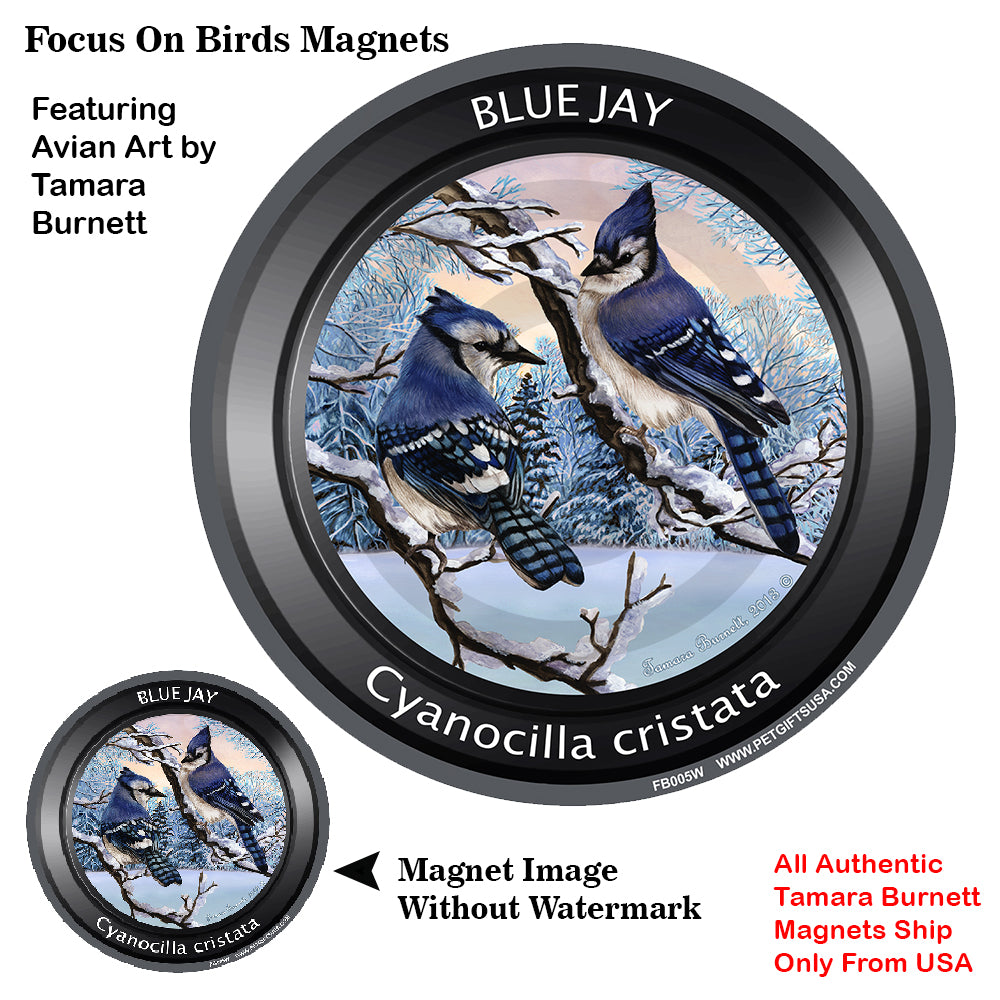 Eastern Blue Jay Bird Watcher Magnets