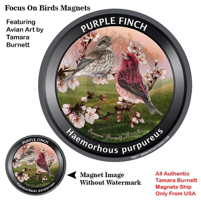 Purple Finch Bird Watcher Magnets