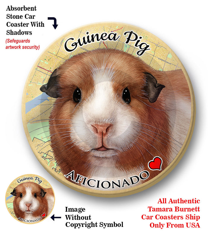 photo of American Guinea Pig