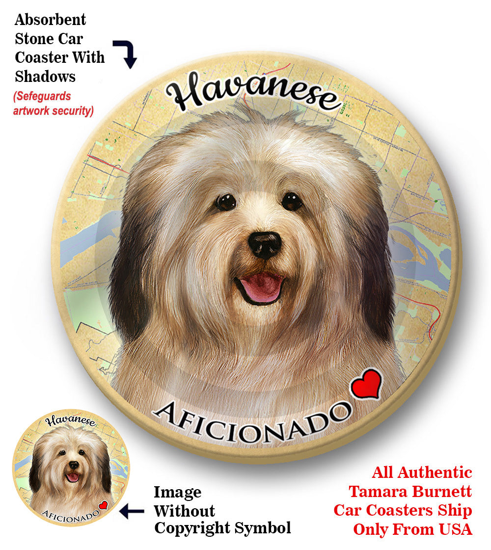 photo of Havanese