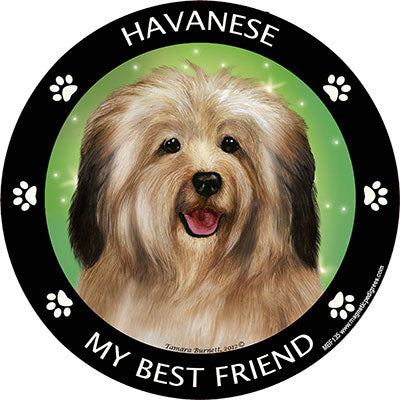 Havanese My Best Friend Magnets