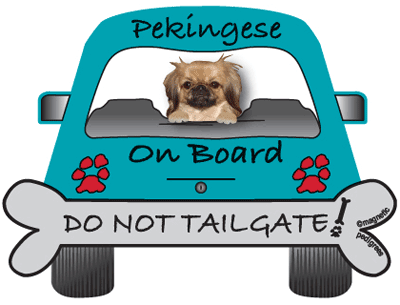 Pekingese Do Not Tailgate Magnets