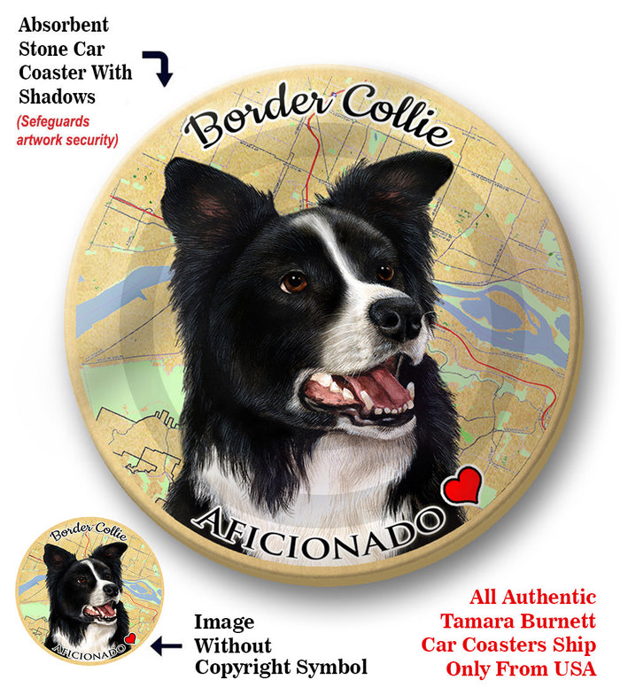 photo of Border Collie