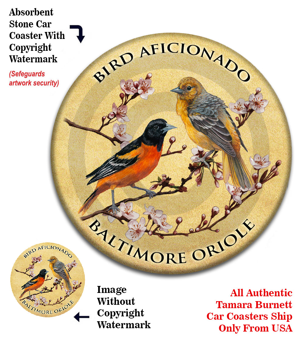 photo of Baltimore Oriole