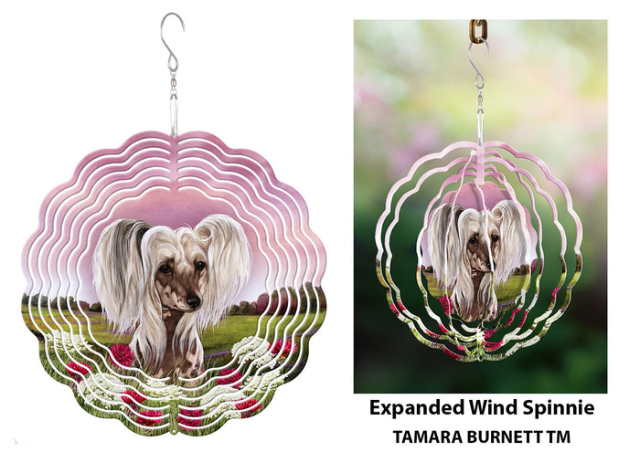 Chinese Crested Hairless Wind Spinner