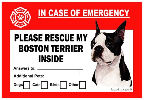 Boston Terrier Emergency Cling