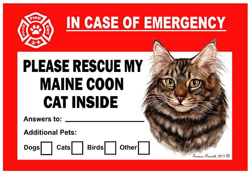 Maine Coon Cat Brown Emergency Cling
