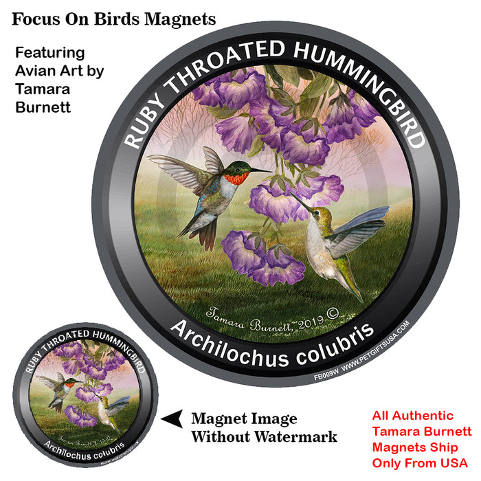 Ruby-throated Hummingbird Bird Watcher Magnets