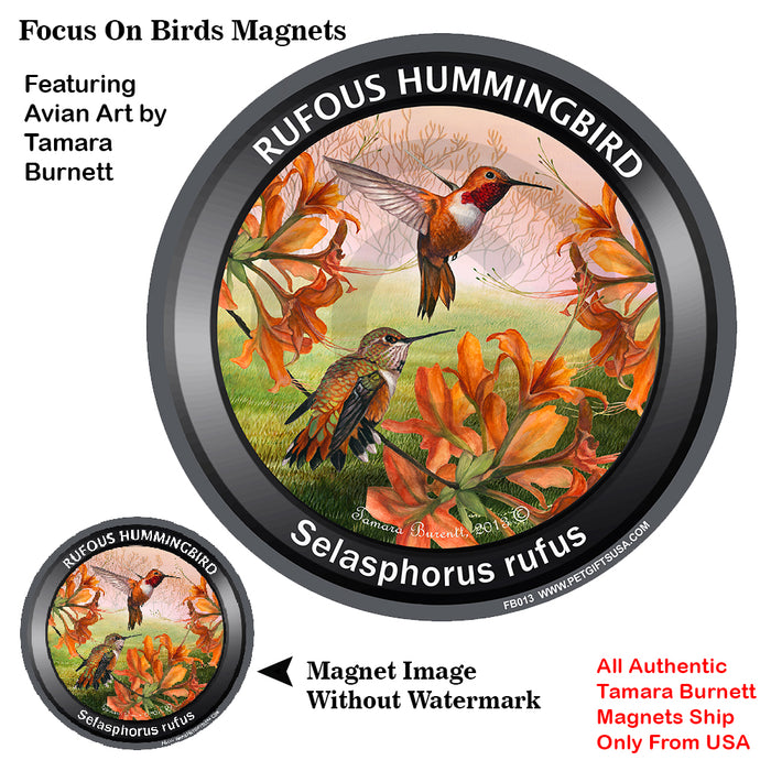 Rufous Hummingbird Bird Watcher Magnets