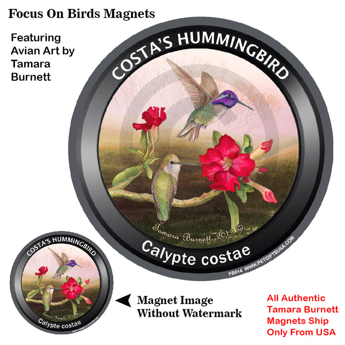 Costa's Hummingbird Bird Watcher Magnets