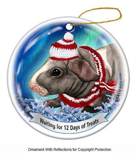 Guinea Pig Skinny (Hairless) 12 Days of Treats Ornament