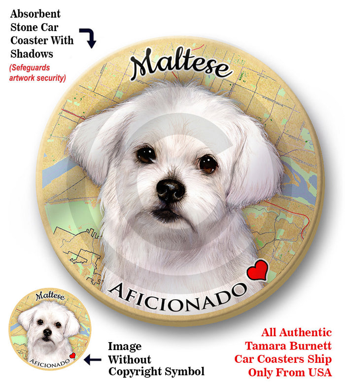 photo of Maltese