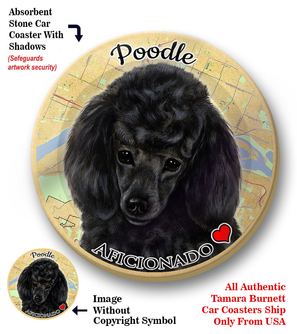 photo of Poodle