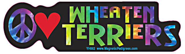 Soft Coated Wheaten Yippie Hippie Bumper Sticker