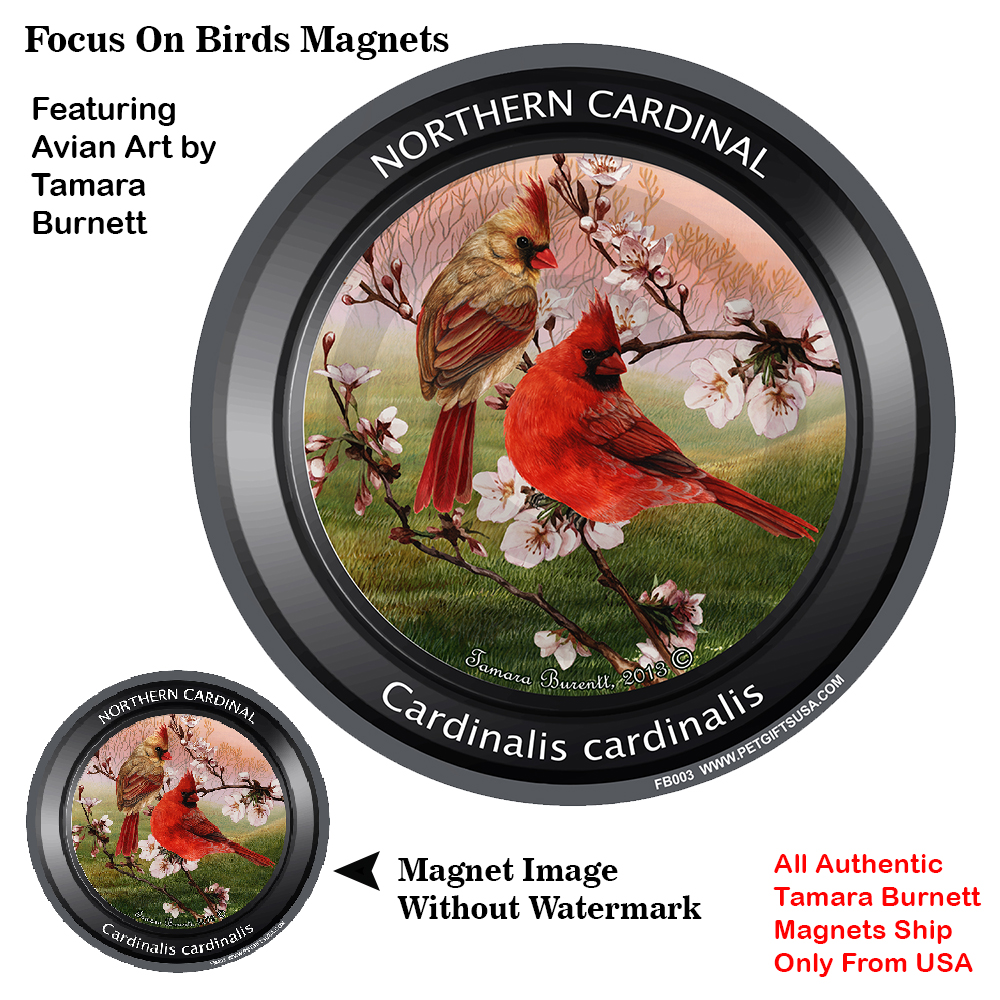 An image of the Cardinal (Northern) - Spring Scene Focus On Birds Magnet