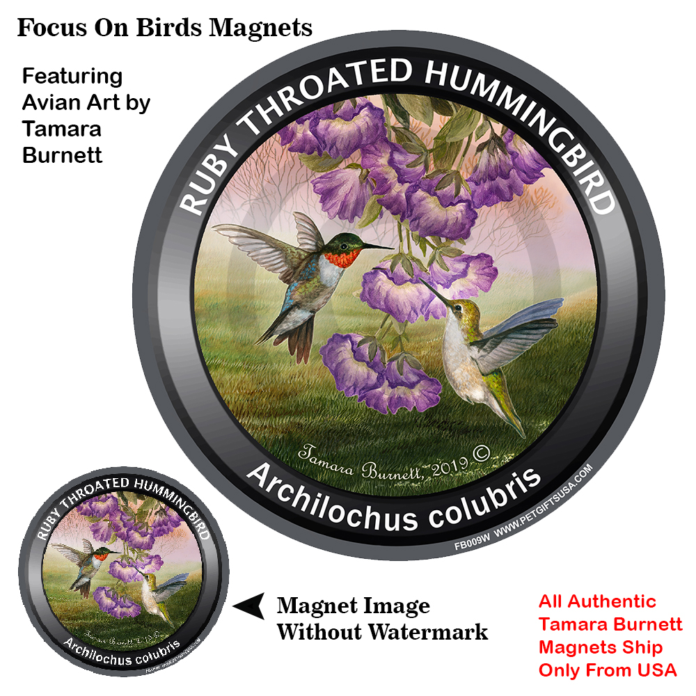 An image of product 12746 Ruby Throated Hummingbird - Spring Scene Focus On Birds Magnet
