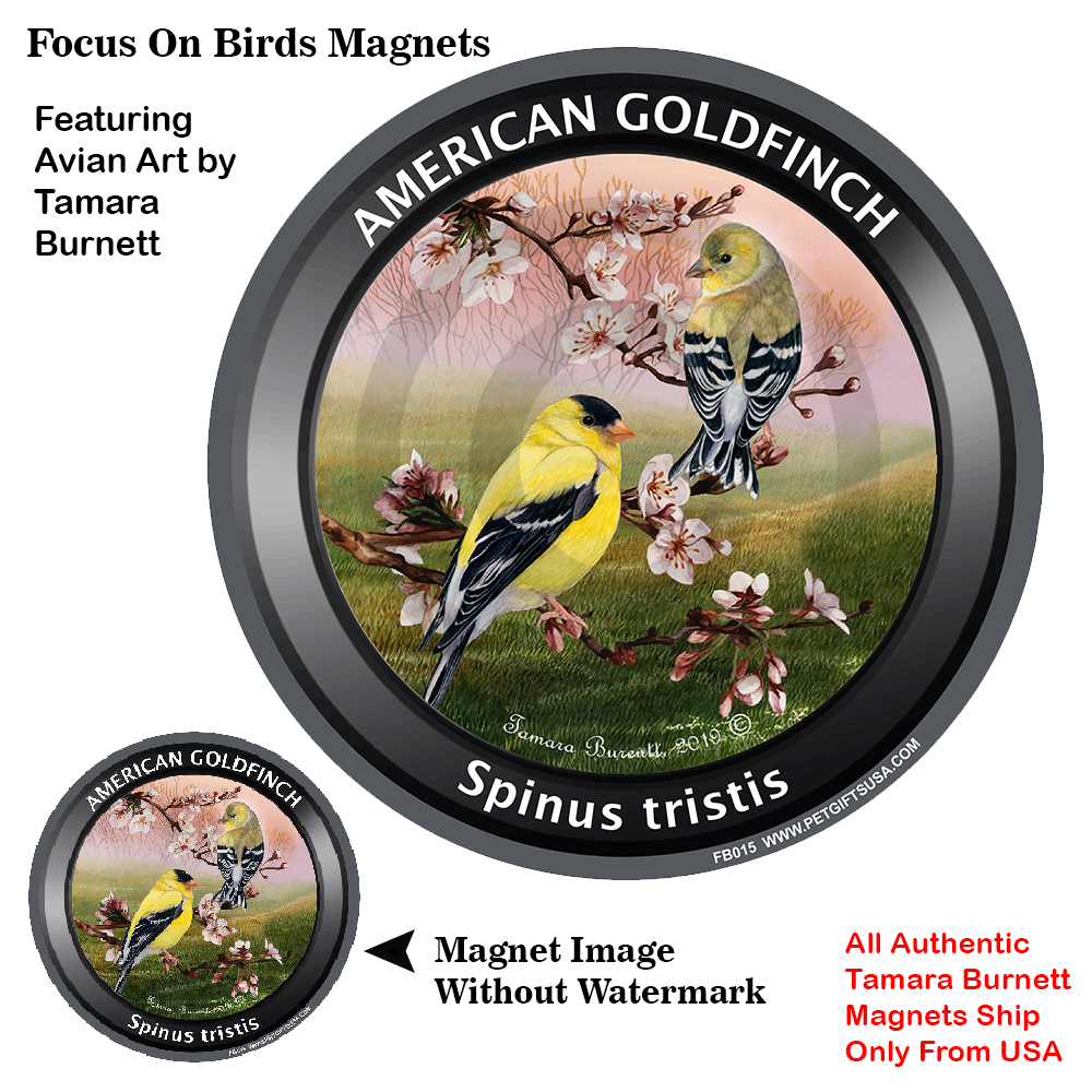 An image of the Goldfinch (American) - Spring Scene Focus On Birds Magnet