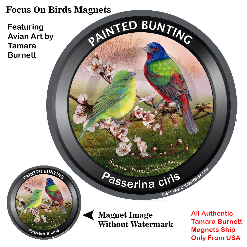 An image of product 12754 Painted Bunting - Spring Scene Focus On Birds Magnet